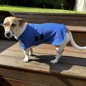 Rapid Cool Dog Rugs